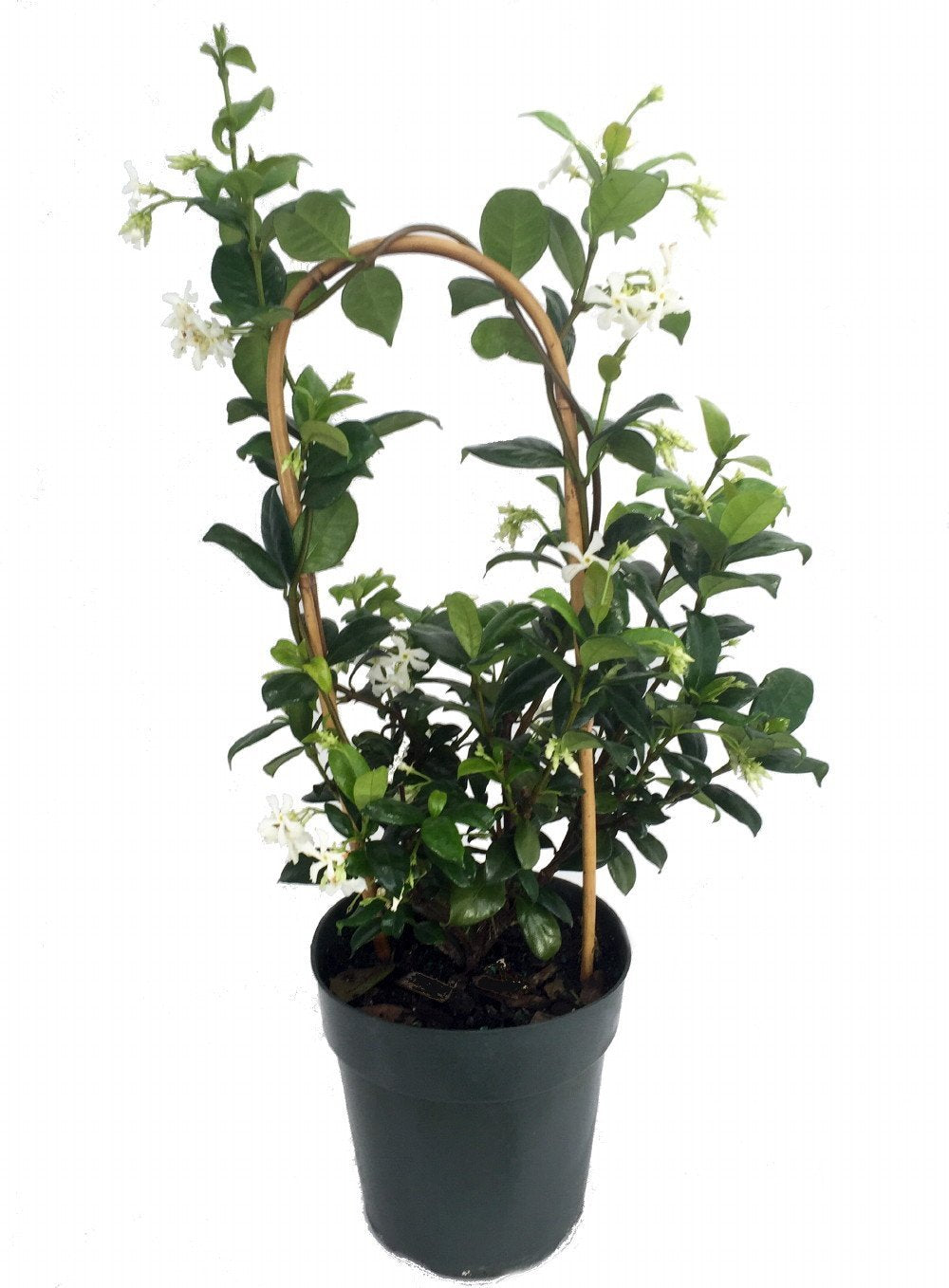 Confederate Star Jasmine Plant - 6