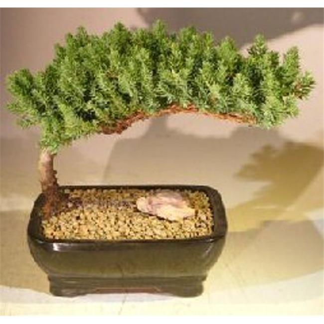 Bonsai Boy of New York a1002 Juniper Procumbens Nana Juniper Bonsai Treeand#44; Medium