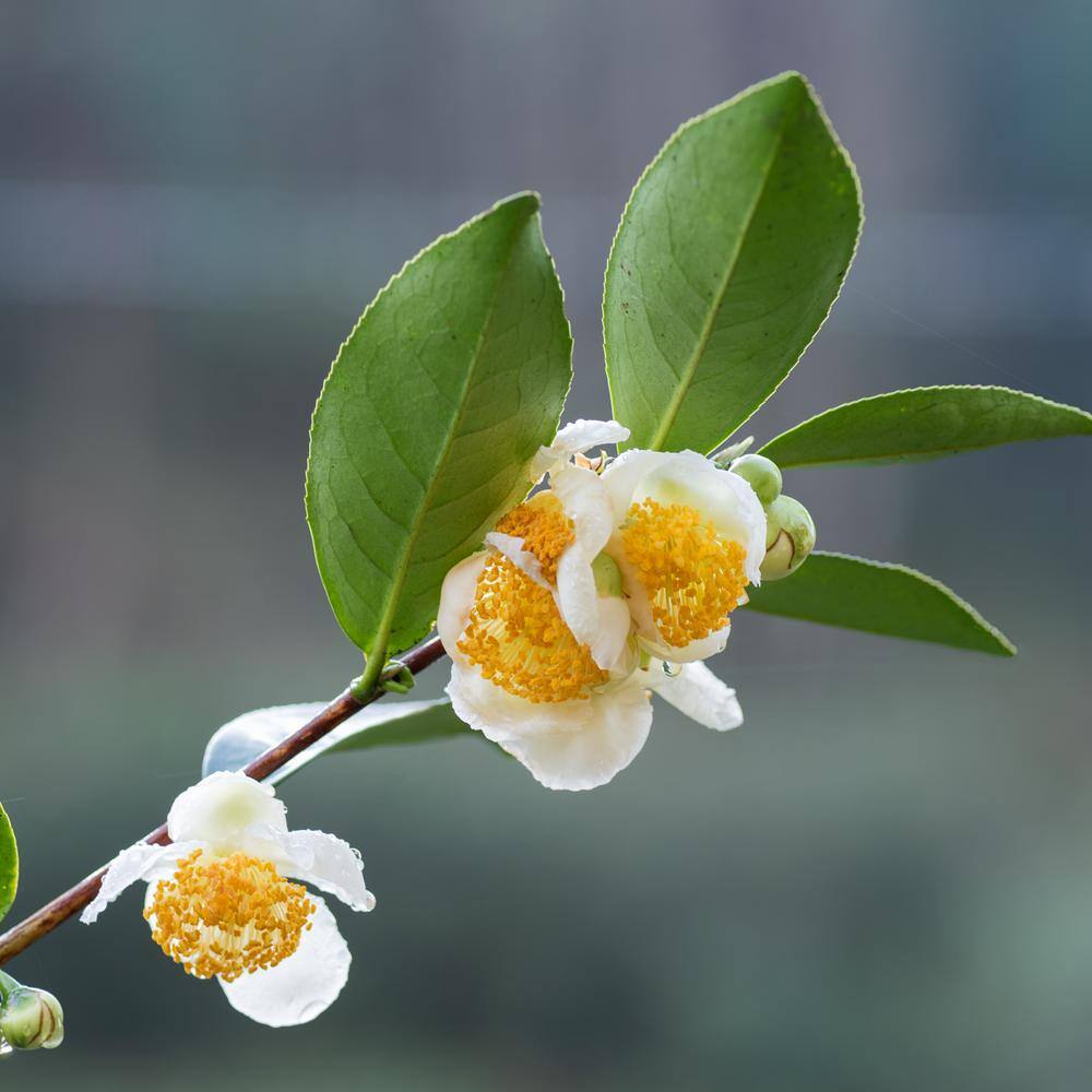national PLANT NETWORK 3 gal. Camellia Sinensis Green Tea Shrub with White Flowers HD1668