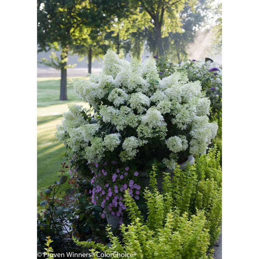 PROVEN WINNERS 1 Gal. Bobo Hardy Hydrangea (Paniculata) Live Shrub White to Pink Flowers HYDPRC1086101