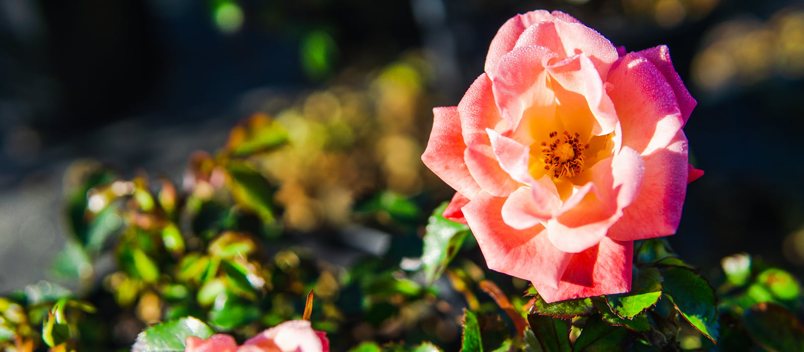 1 Gal. Peach Drift Rose Bush - Reblooming Peach Colored Roses