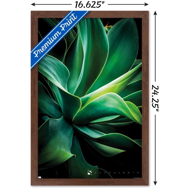 Trends International Succulents Closeup Framed Wall Poster Prints