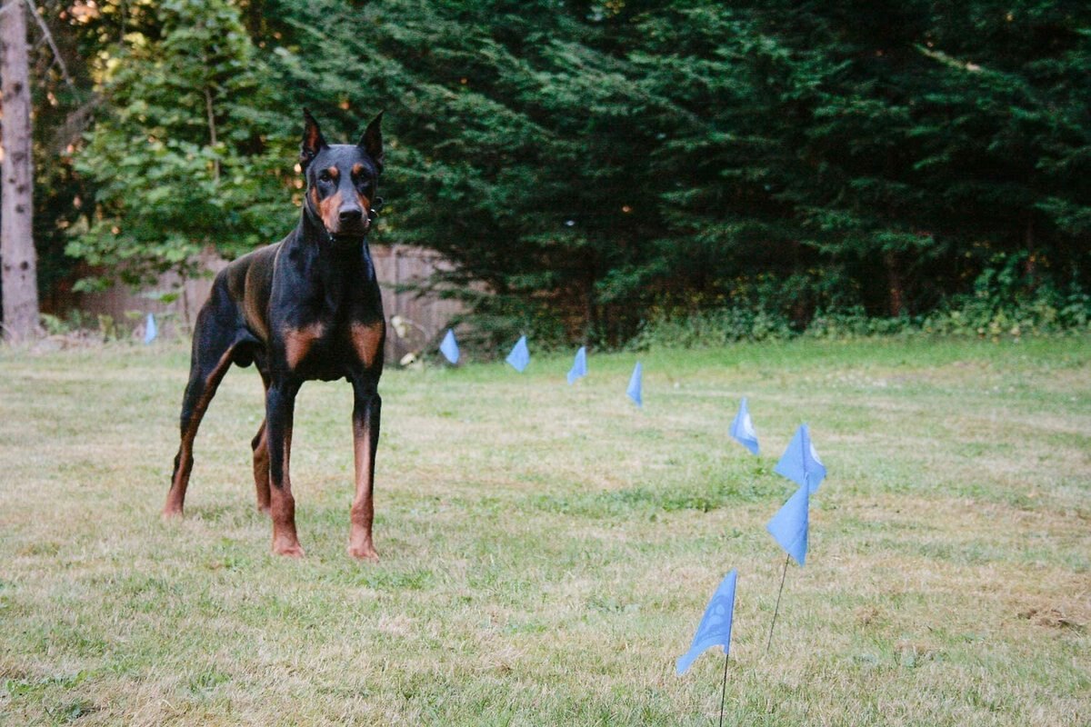 Educator By E-Collar Technologies Educator E-Fence Underground Fence Dog Containment System Boundary Flags