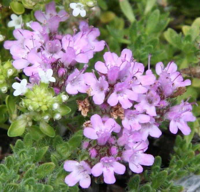 Classy Groundcovers - Thymus serpyllum 'Pink Chintz' T. praecox 'Pink Chintz'， T. praecox ssp. articus 'Pink Chintz' {25 Pots - 3 1/2 inch Square}