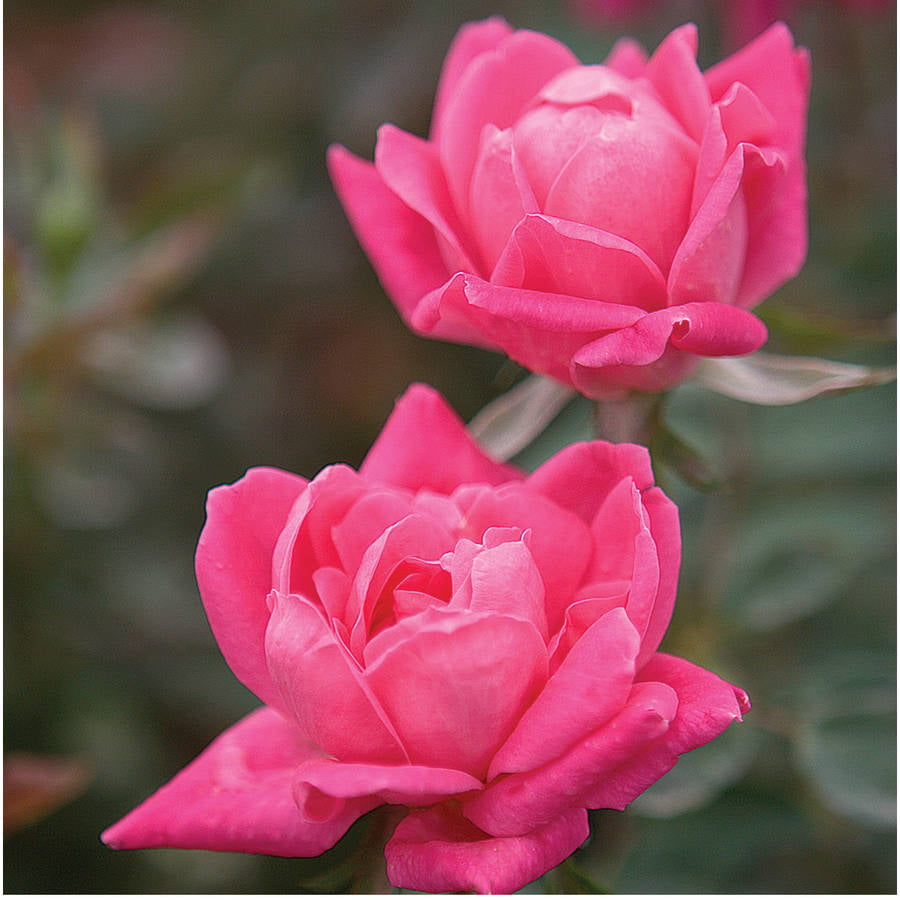 Pink Double Knock Out Rose Bush (1 Gallon) Flowering Semi-Evergreen Shrub with Bubble-Gum Pink Double-form Blooms - Full Sun Live Outdoor Plant