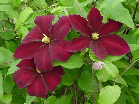 Niobe Clematis Vine -Deep Ruby Red - Majestic - 2.5