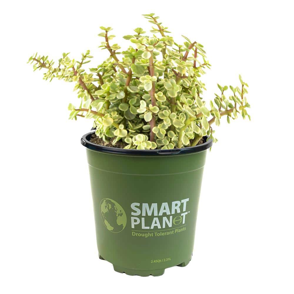 SMART PLANET 1 Gal. Portulacaria Afra Variegata Succulent Plant 0880066