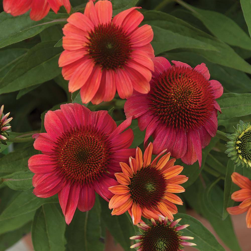 Vigoro 2 QT Echinacea Coneflower 'Sunseekers Red' Red Perennial Plant 1005991168