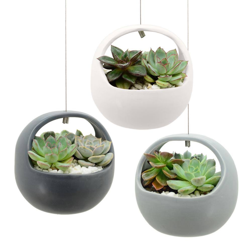 Arcadia Garden Products Basket 4-12 in. x 4-12 in. Matte White Ceramic Hanging Planter AP02W