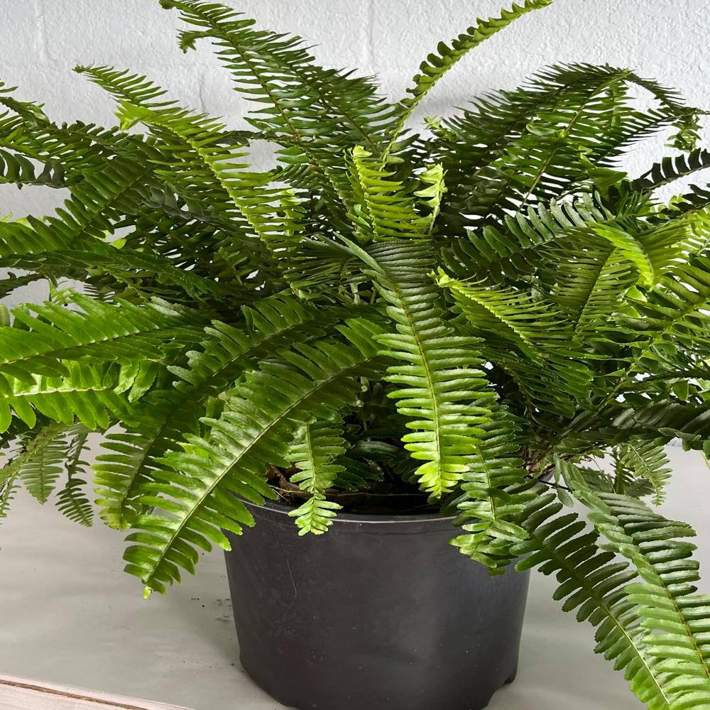 OnlinePlantCenter 3 Gal. Kimberley Queen Fern (Nephrolepis) Plant in 10 in. Black Nursery Pot FERN0033G3