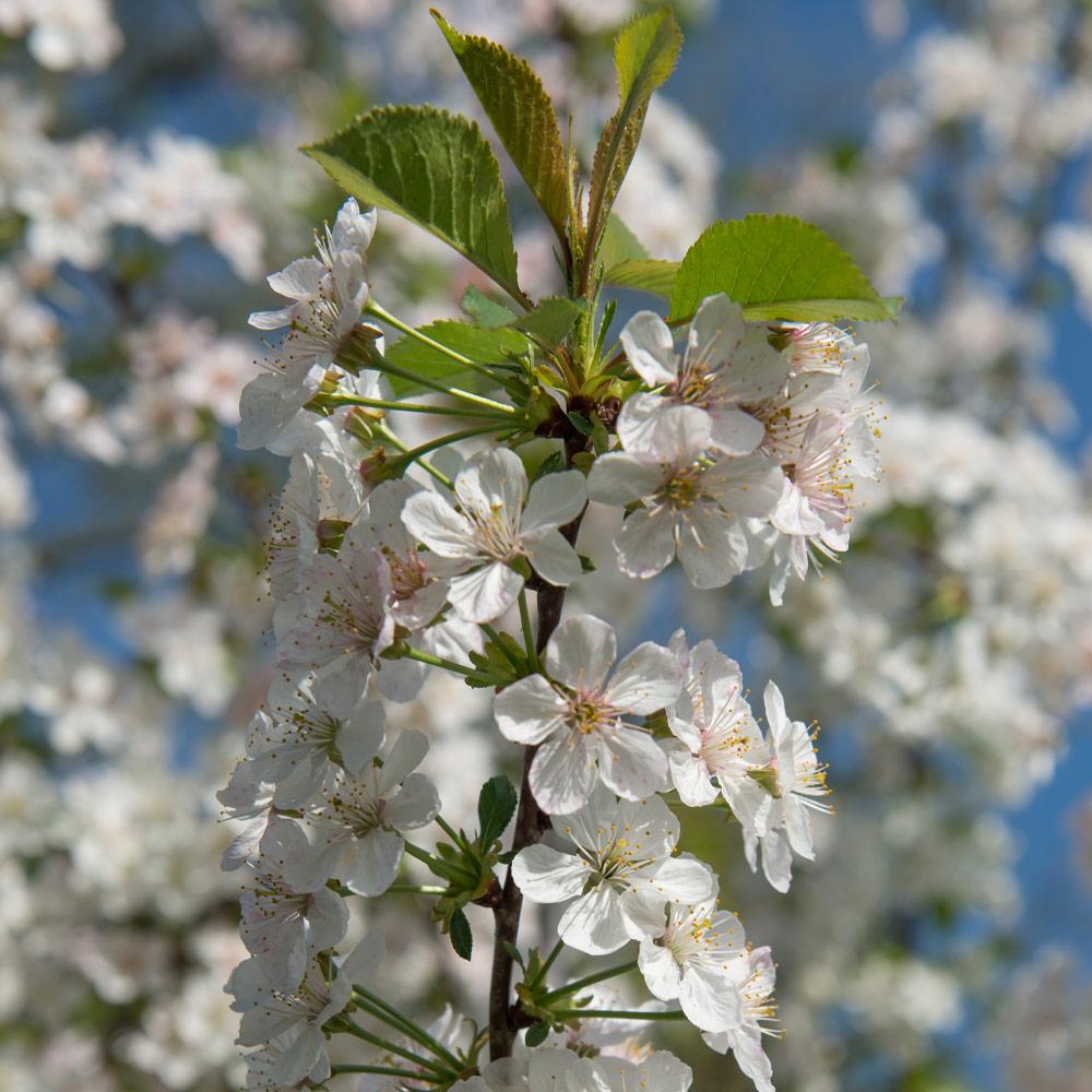 Rainier Cherry Tree