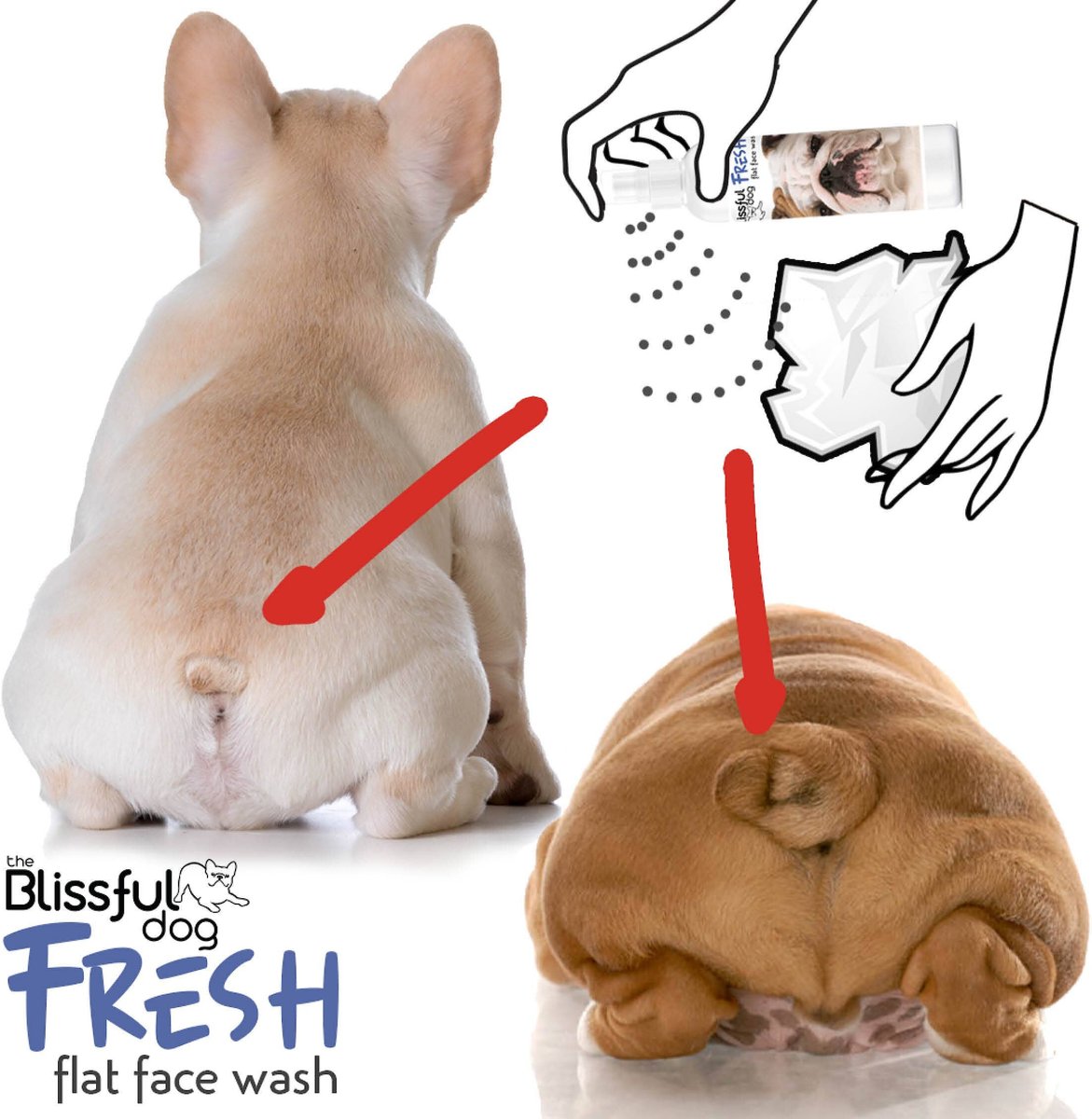 The Blissful Dog Fresh Flat Dog Face Wash， 8-oz bottle