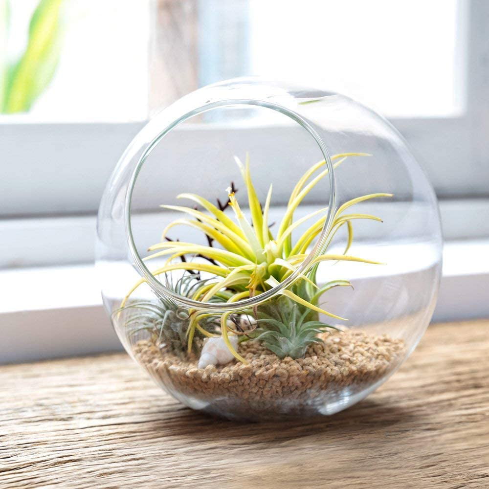 Plant Terrarium Display Glass Tabletop Succulent Air Plant Planter Globe Microlandschaft House