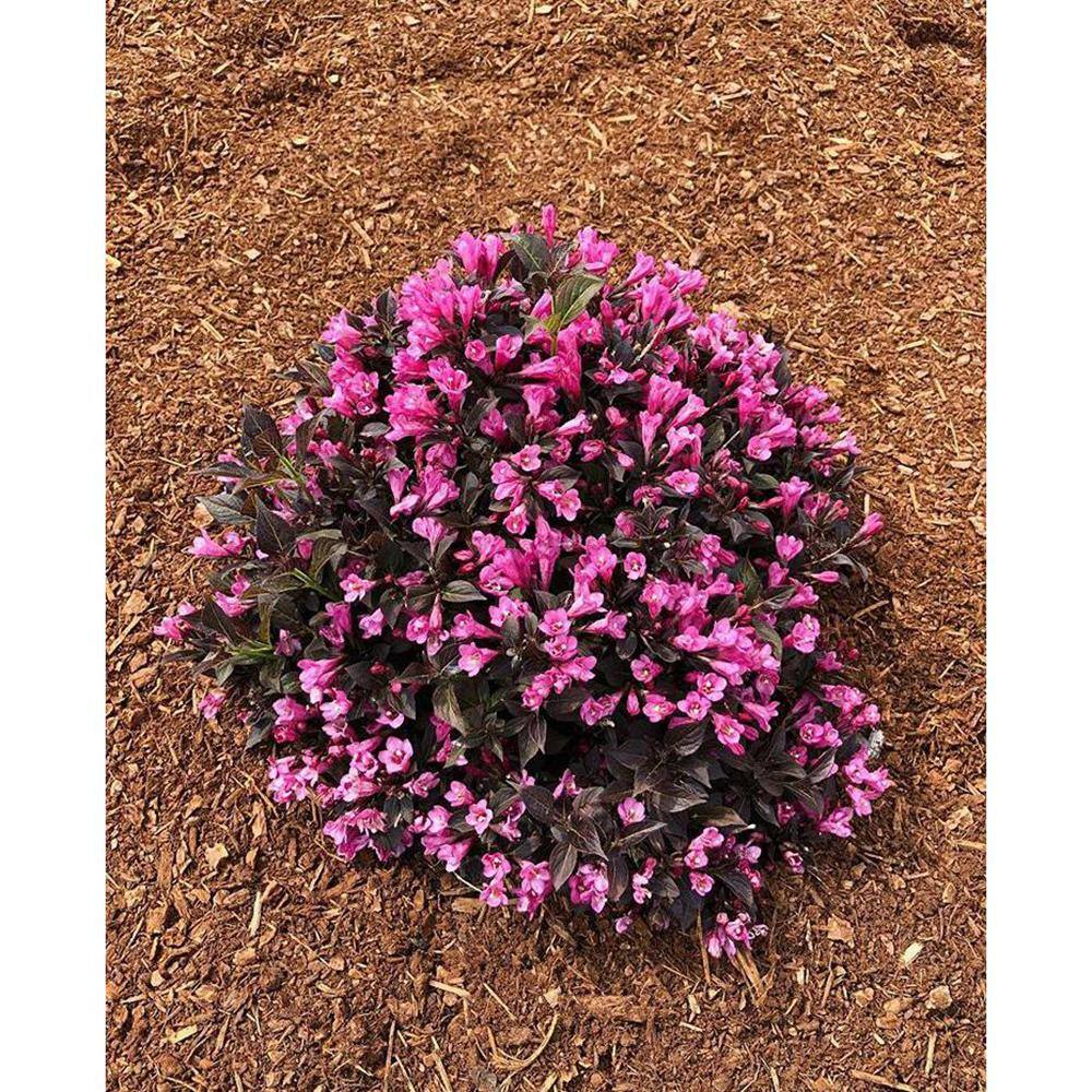 BLOOMIN' EASY 1 Gal. Stunner Weigela Live Shrub Vivid Pink Flowers DGWE4879