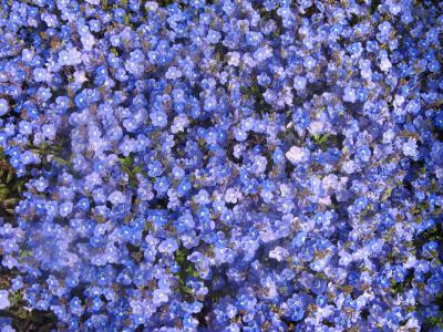 Classy Groundcovers - Veronica peduncularis 'Georgia Blue'，  'Oxford Blue'， 'Cambridge Blue'; Veronica umbrosa 'Georgia Blue'， 'Oxford Blue'， 'Cambridge Blue' {25 Pots - 3 1/2 inch Square}