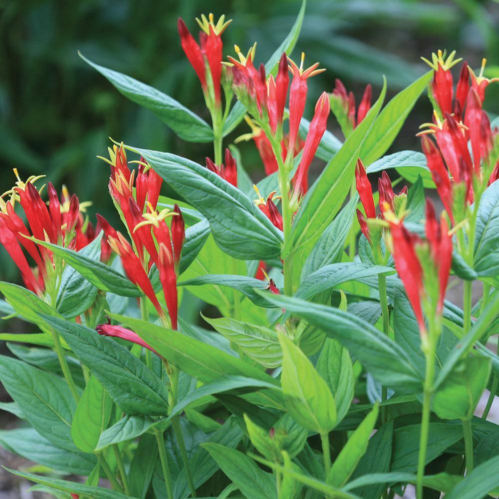 NATURE'S NUTRIENTS 2 QT Spigelia Pinkroots 'Little Redhead' Red Perennial Plant 1005991213