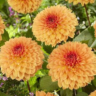 VAN ZYVERDEN Dahlias Orange Impact (Set  of 5 Bulbs) 84506