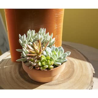 SMART PLANET 5 in. Succulent Garden in Deep Dish Terra Cotta Clay Planter 0872523