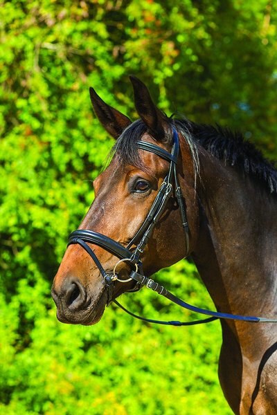 Shires Equestrian Products Avignon Aspen Horse Bridle