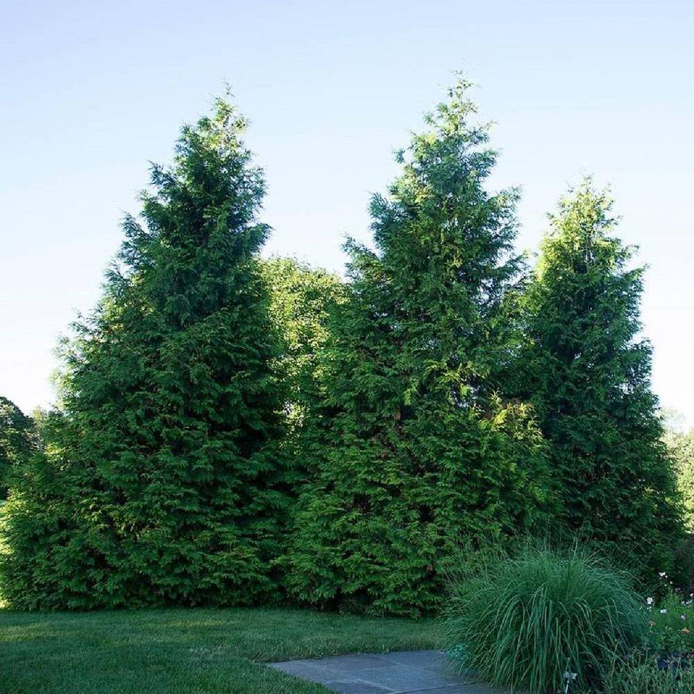 BELL NURSERY 3 Gal. Green Giant Arborvitae (Thuja) Live Evergreen Shrub THUJA3GRG1PK