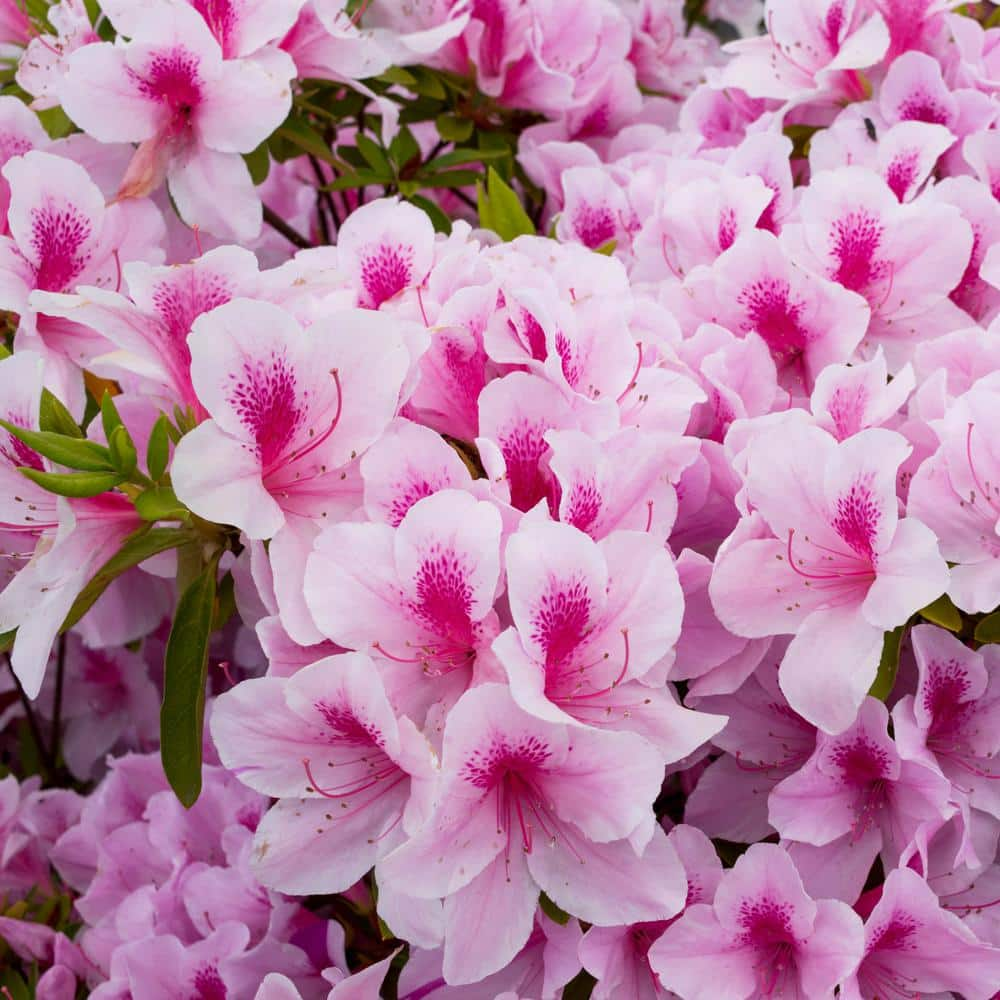 national PLANT NETWORK 2.25 Gal. Azalea Formosa Flowering Shrub with Purple Blooms HD7005