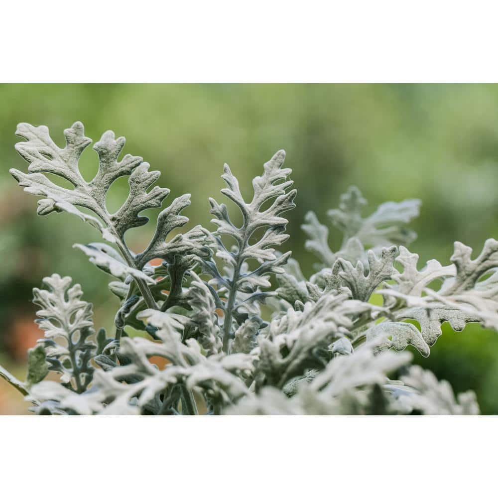 Pure Beauty Farms 1.38-Pint Dusty Miller Silver Dust in 4.5 in. Grower's Pot (4-Pack) DC45DUSTY4