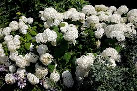 Annabelle Hydrangea