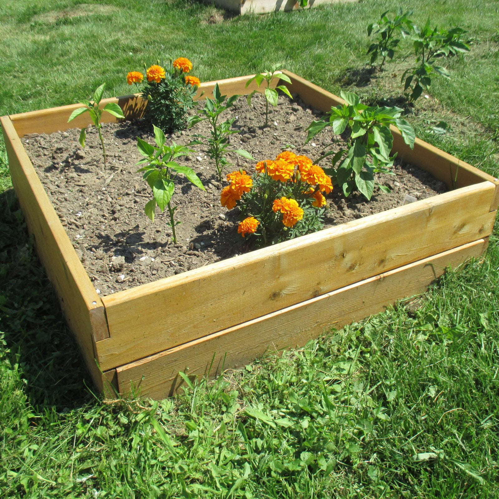 Infinite Cedar 3 ft W x 3 ft L x 11 inches Ht Raised Garden Bed Kit