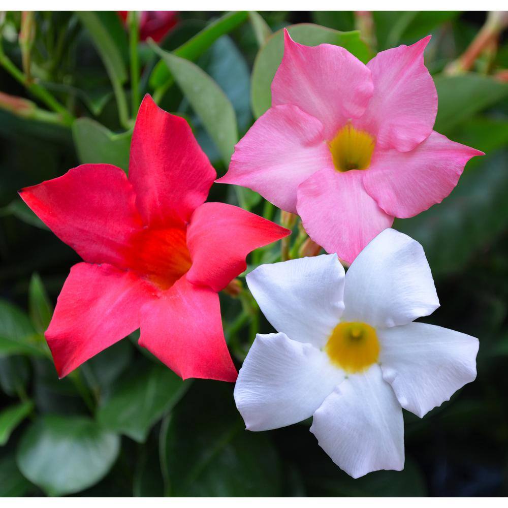 Rio 3.1 Gal. (#12) Patio Upgrade Dipladenia Flowering Annual Shrub with Red Pink or White Shades of Blooms 1002432947