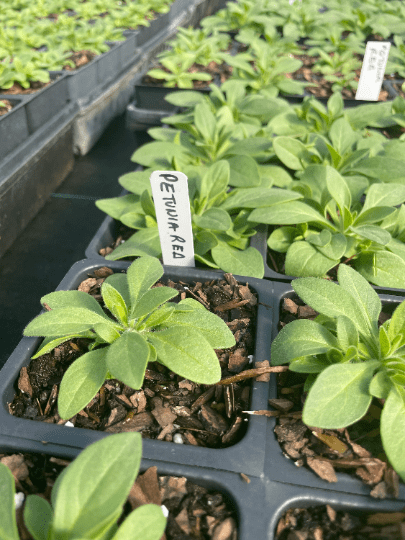 3 Wave Petunia， Red Velour 3.5