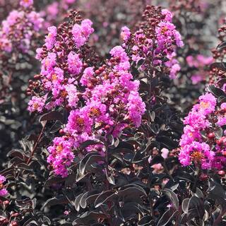 BLACK DIAMOND 1 Gal. Purely Purple Crape Myrtle Tree CRMBPP01G