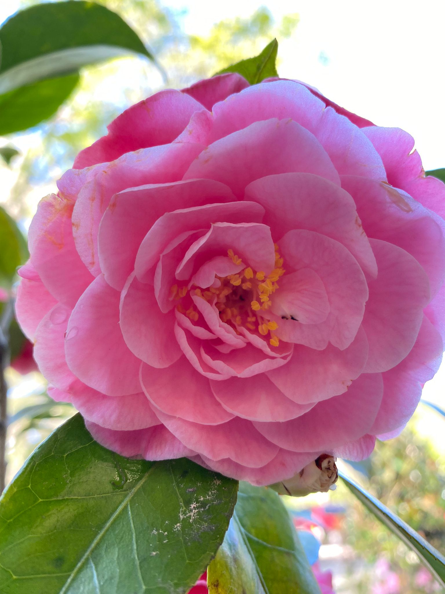 Camellia Nuccios Pearl Flower Plant