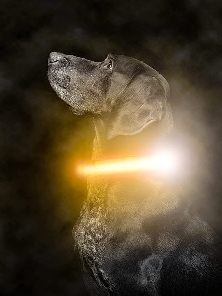 Mighty Paw LED Dog Collar