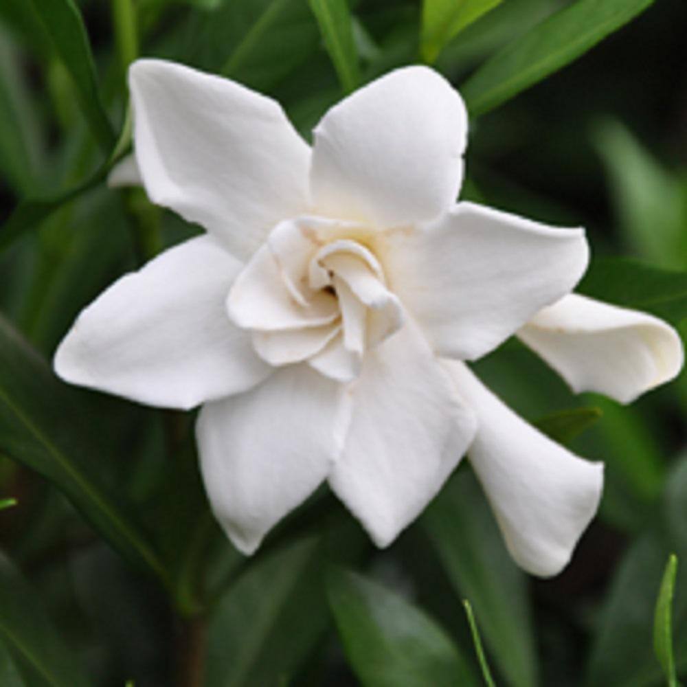 FLOWERWOOD 2.5 Qt. Frost Proof Gardenia Live Evergreen Shrub White Fragrant Blooms 2099Q