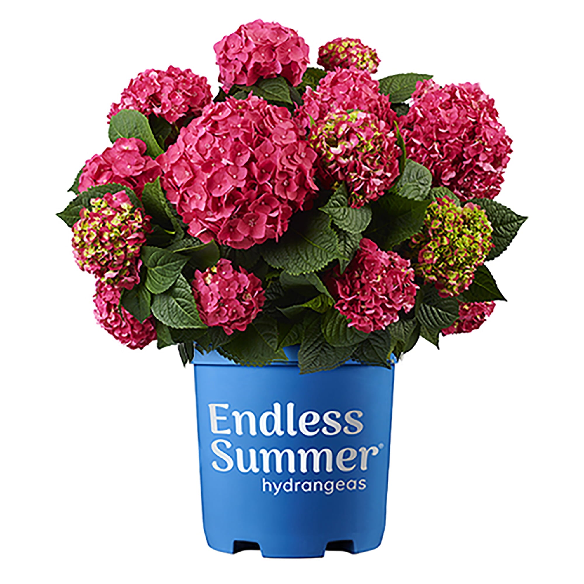 Endless Summer Summer Crush Hydrangea Live Shrub (1 Gallon)