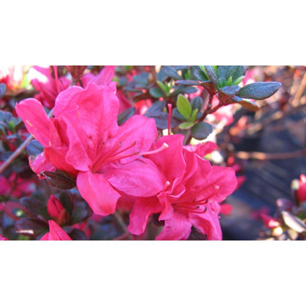 national PLANT NETWORK 2.5 Qt. Hinode Giri Azalea Plant with Pink Blooms HD7651