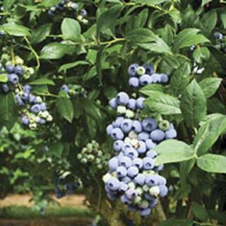 FLOWERWOOD 2.5 Gal - Tifblue Blueberry (Rabbiteye) Bush - Fruit-Bearing Shrub 56763FL