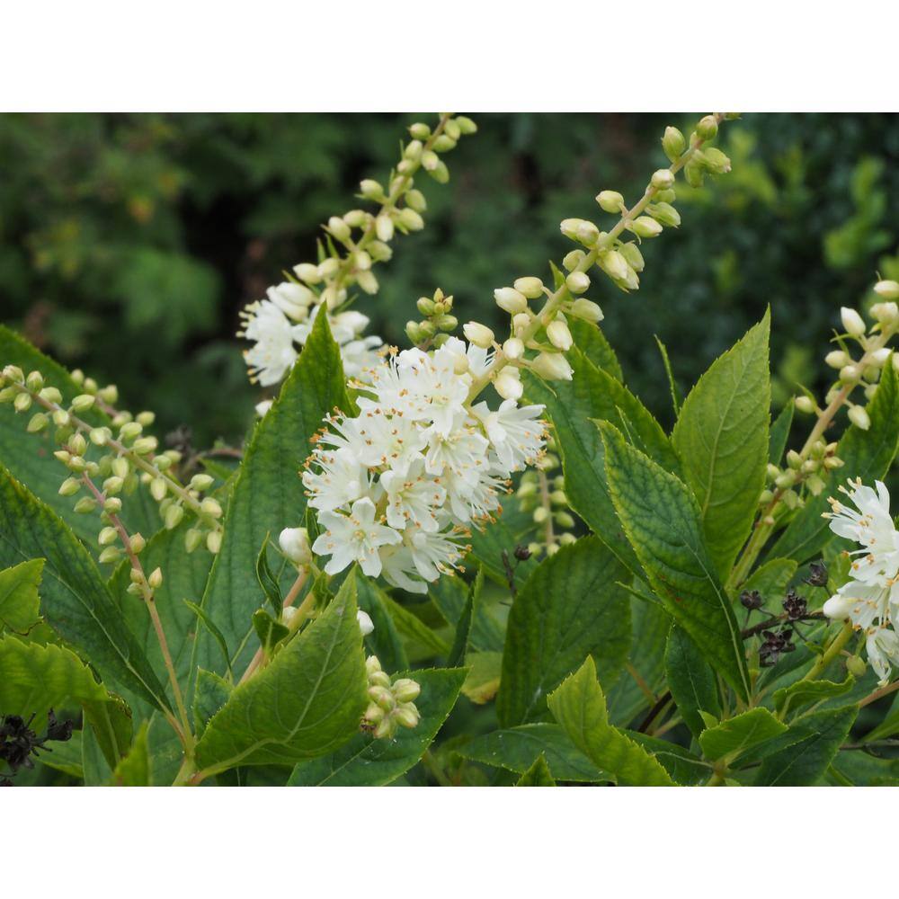 Online Orchards 1 Gal. 16-Candles Summersweet Shrub SBSS002