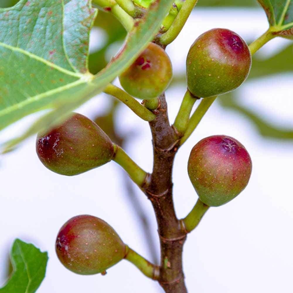 SOUTHERN LIVING 2 Gal. Little Miss Figgy Dwarf Fig Shrub with Deliciously Sweet Spring and Fall Fruits 20482