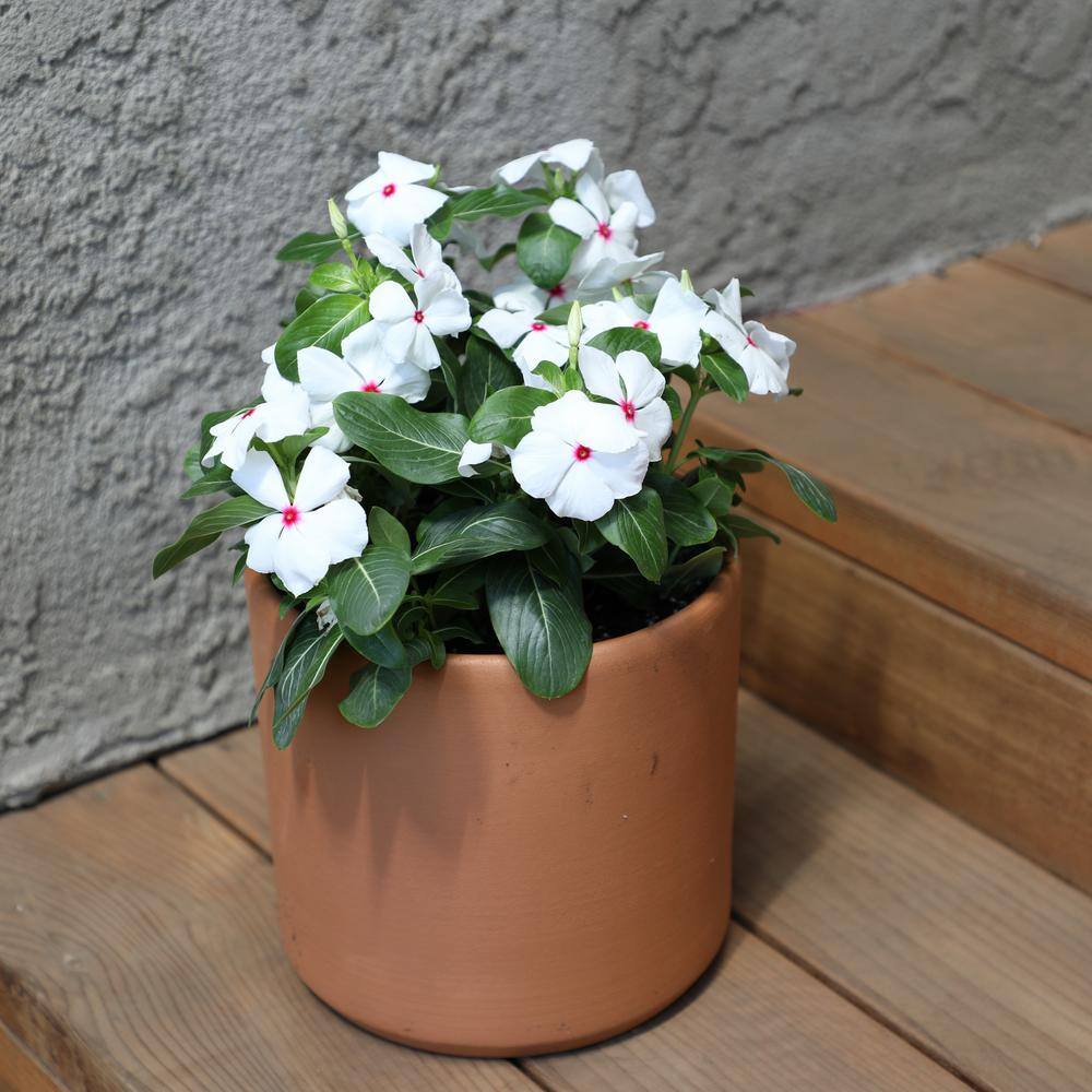 ALTMAN PLANTS 1-Gallon Vinca Plant White Flowers (Single) 0881451