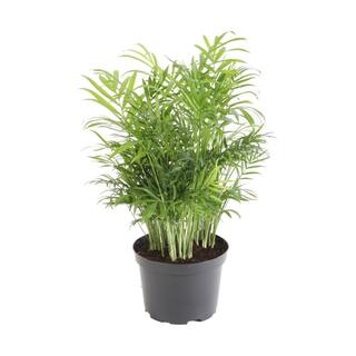 Costa Farms Neanthebella Indoor Palm in 6 in. Grower Pot Avg. Shipping Height 1-2 ft. Tall 6NEAN