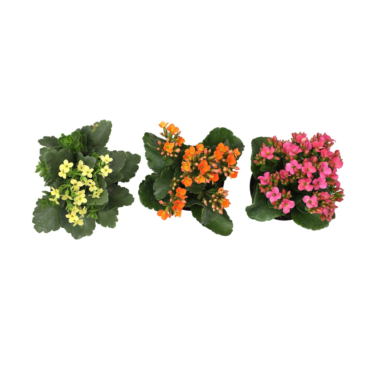 Element by Altman Plants 3.5IN Asst Kalanchoe (3 Pack)