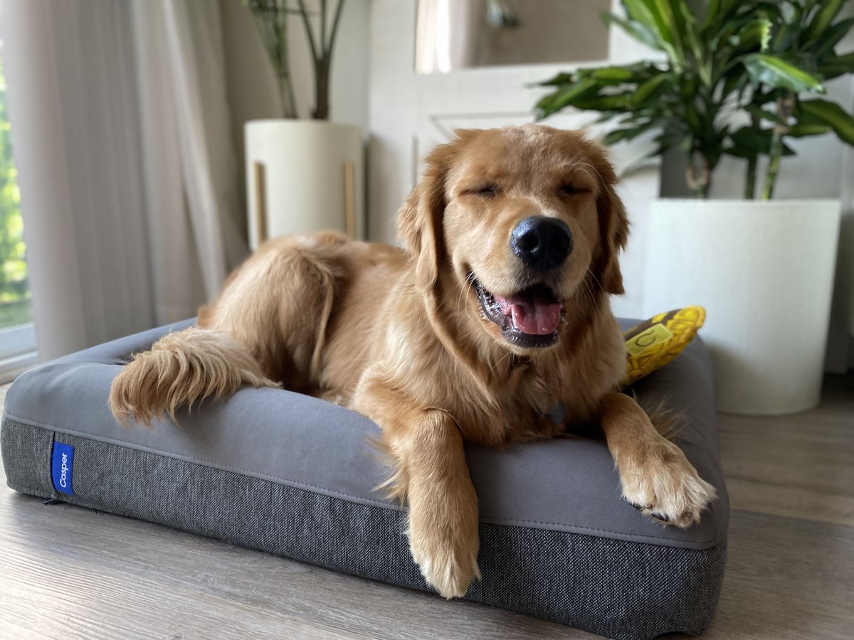 Casper Bolster Dog Bed