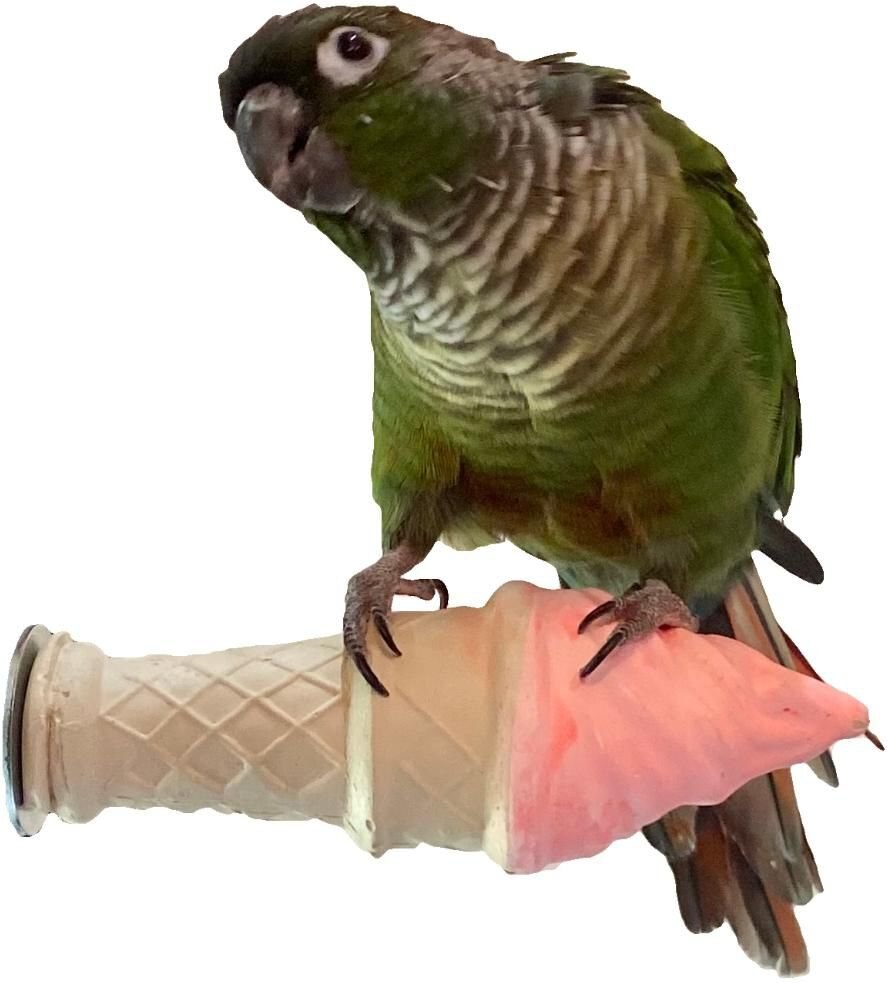 Polly's Pet Products Edible Ice Cream Bird Perch