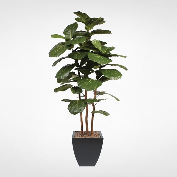 7' Brazilian Fiddle Tree with Real Wood Trunk in a Black Planter