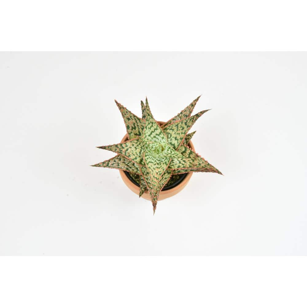 SMART PLANET 9cm Star Aloe TM In Terra Cotta Clay Pot 0872528