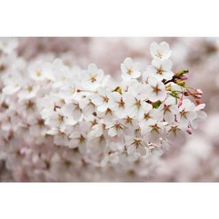 Online Orchards Mt. Fuji Cherry Blossom Tree Bare Root FLCH005