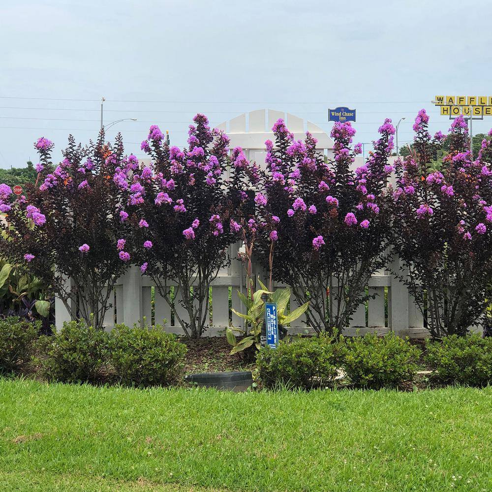 FIRST EDITIONS 2 Gal. Delta Eclipse Crape Myrtle Live Deciduous ShrubTree Burgundy Foliage Lavender Blooming 37732