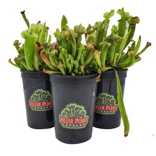 KILLER PLANT COMPANY Sarracenia - Judith Hindle - Carnivorous Pitcher Plant - Trumpet Pitcher 1