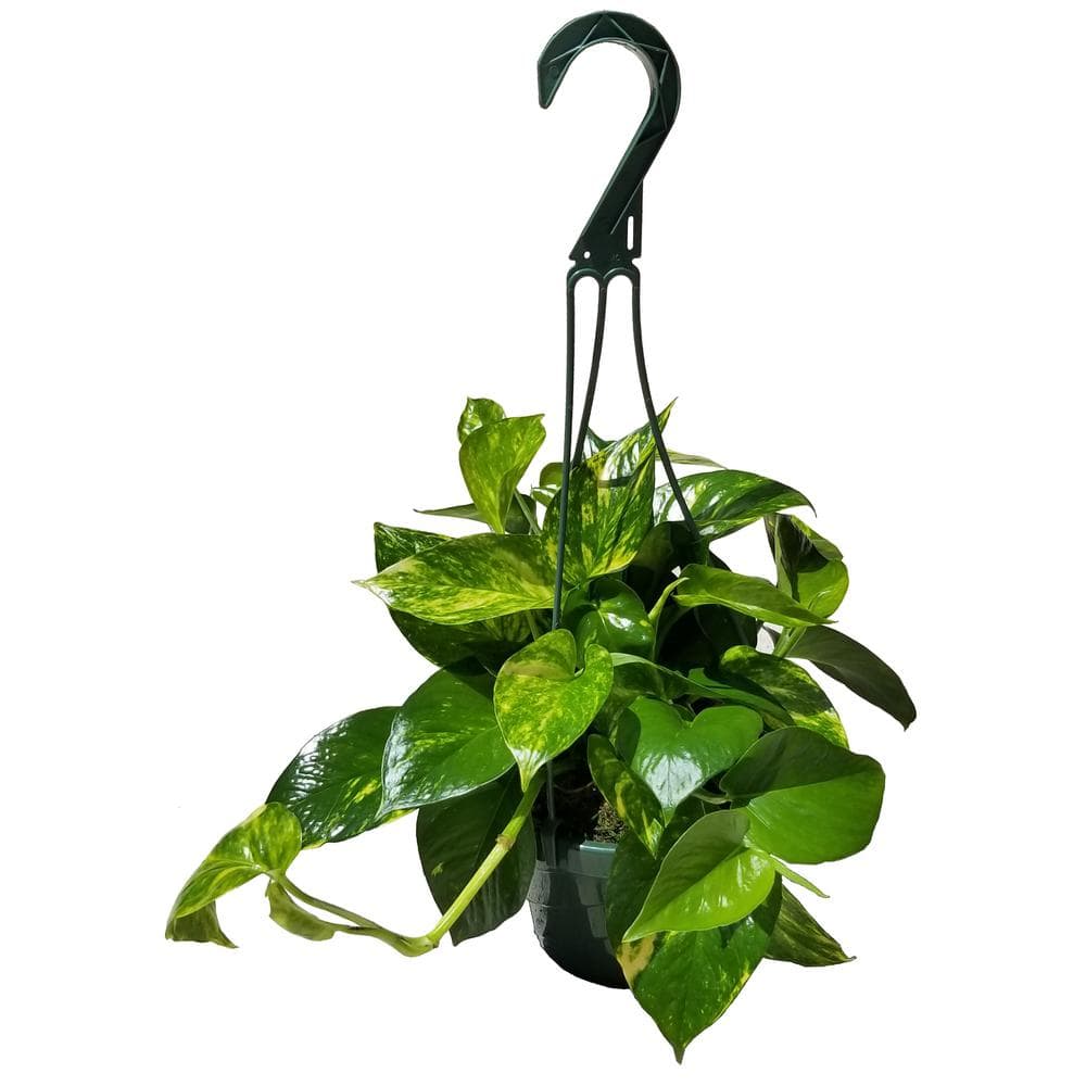 Golden Pothos Plant in 6 in. Hanging Basket (2-Pack) 2PkHBGldP